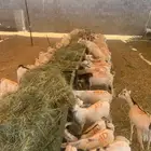 تيوس صوماليه جذعان للبيع فرصة لتجار الجملة وأصحاب الحلال