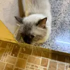 سيامي تبني ينبع