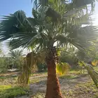 نخيل واشنطونيا زينة