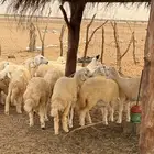 رخال حري