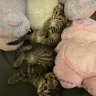 قطط