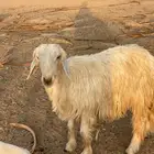 غنم نجد العدد 20 معها 3من البهم والباقي دفيع -وفحلها ثني