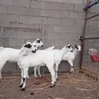 جفار بيشيات صنف الصنف