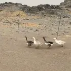 وز للبيع
