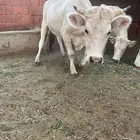 بقر الماني للبيع