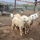 طليان للبيع