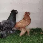 جوز اوزبك