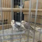 حي اليرموك