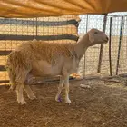 هريد صنف معرف