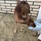 بكره عمرها شهرين للبيع