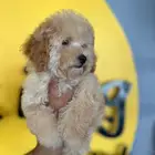 توي بودل انثى toy poodle