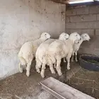 طليان