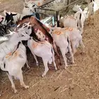 قعدان وتيوس صومالي اعداد كبيره للجمله والتفريد