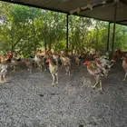 ديك تركي للبيع