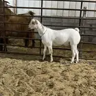 تيس عماني