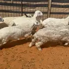 هرافا فاخر