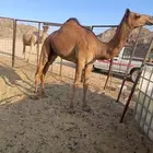 بكره طيبه مقنوي