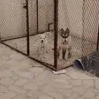 كلاب هاسكي و مالتيز