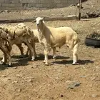 خروف للبيع بالمخواه