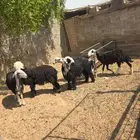 ارخال نجد وهجين