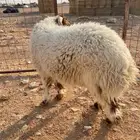ذبايح السيح