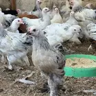 صيصان براهما للبيع