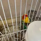 جوز كروان   جوز روز   حبه روز