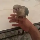 الجبيل الصناعية حي الاحساء