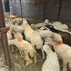 فحل بلدي مشروط