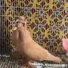 جوز حمام عراقي او نجفي