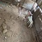 شاه يتبعها 2