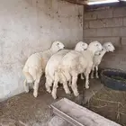طليان للبيع