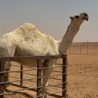 فحل للبيع