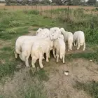 بهم للبيع في الواديين