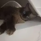قطة هملايا للتبني