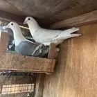 تم البيع