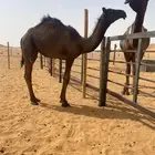 بكره للبيع