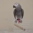 كاسكو أفريقي متكلم نص ولافه