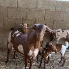 للبيع فحل ابهر