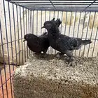 اجواز تركيه