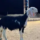 طلي نجدي كفو مشروع فحل