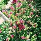 مشتل الاصيل الزراعي الشمالي