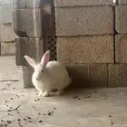 ارانب بسعر جملة ( تم البيع )