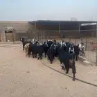 معزاء طيبة صحة وديد ودفيع العدد 15 مع الفحل