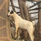 تيس بيشي مشروع