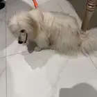للبيع لاعلى سعر