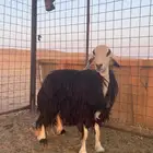 رخل ثنيه