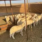 طليان حري