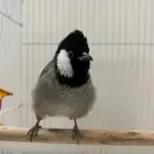 بلبل حجم وتربيه وتغريد