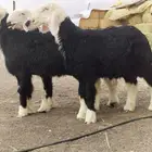خرفان نجد صنف(تم البيع)